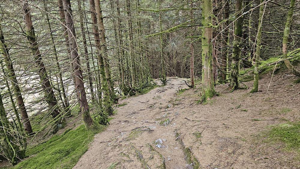 Lett å gå i skogen