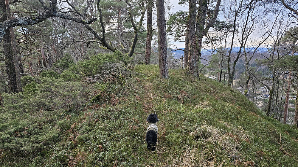 Toppen av Furekampane
