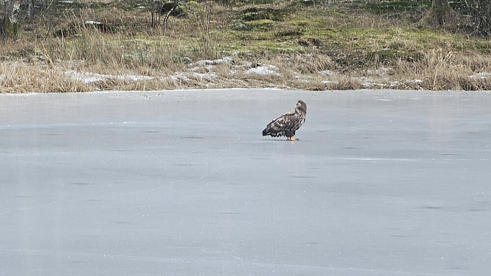 DEnne ørna skremte Puddern opp. Ørna fløy bare noen meter før den satte seg på isen og iakttok Puddern. Tenkte nok at den kunne være en godbit....
