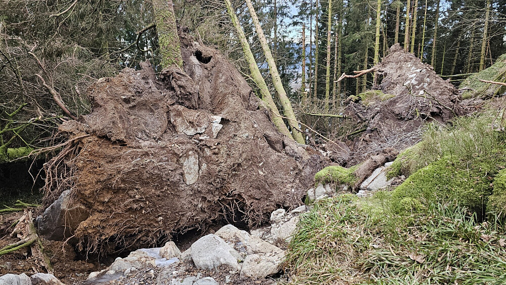 Det var noen voldsomme rotvelt oppe på ryggen