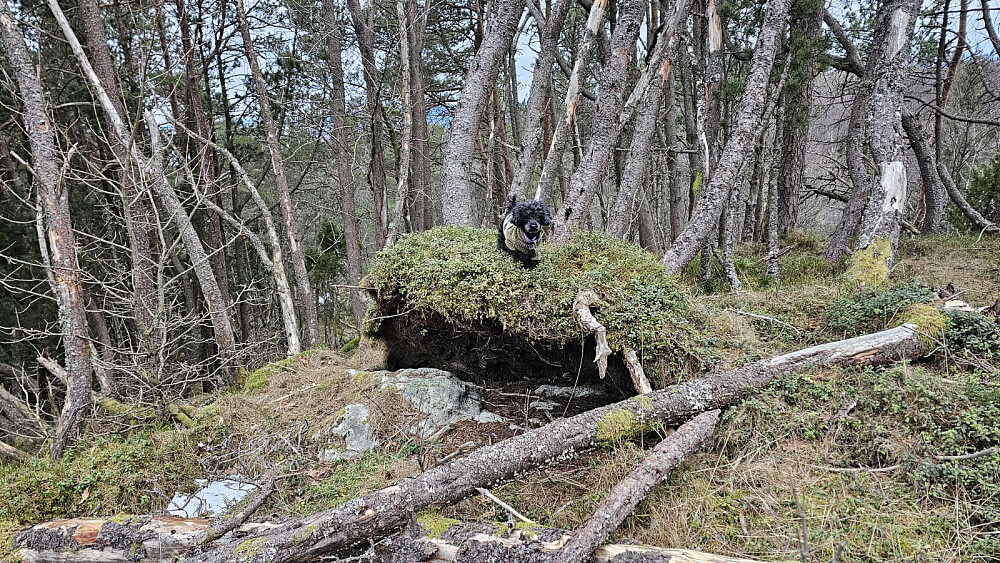 Puddern på den første toppen vi var oppom
