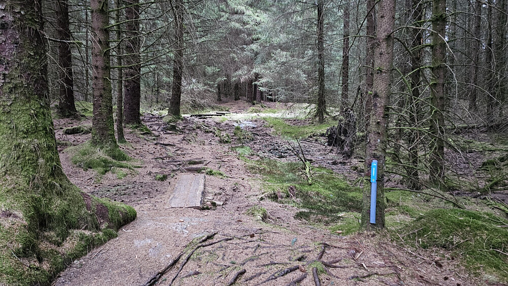 Her var det fin sti gjennom skogen