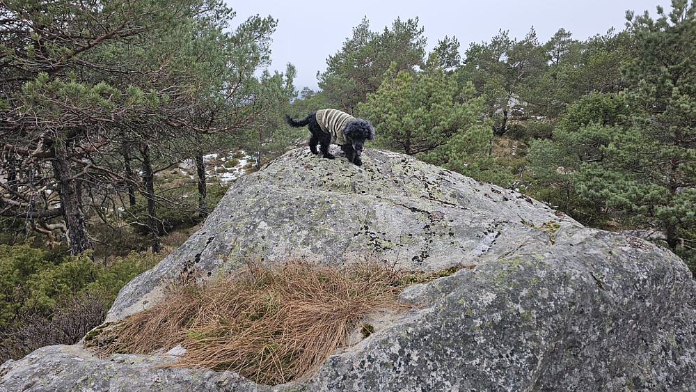 Toppen av Høgeåsen