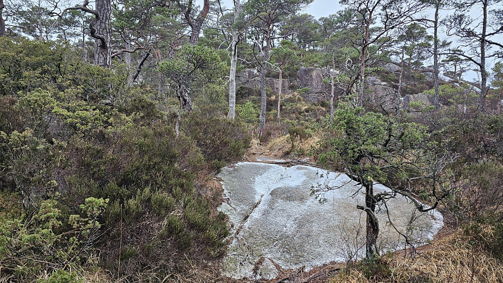 Snøen smeltet med en gang den traff vegetasjonen, men berget var kaldt og snøen la seg der