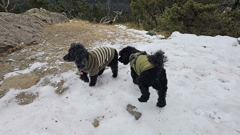 Det var en puddel til på toppen , men Puddern enset den ikke