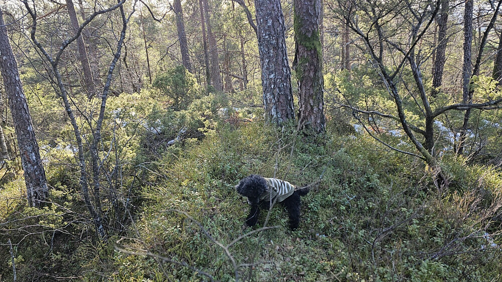 Høyeste punkt på Tverråsen