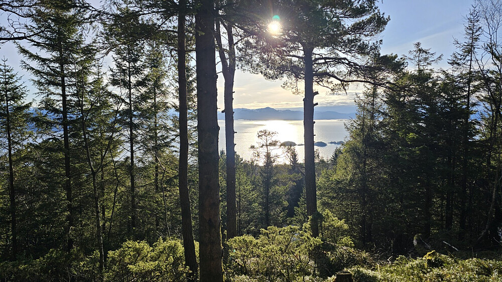 Skogen var kvistet så man fikk litt utsikt