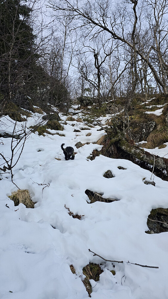 Puddern mente det var for bratt og ville snu. Den lot seg heldigvis lokke med en godbit, og jeg løftet den opp noen steder i ura