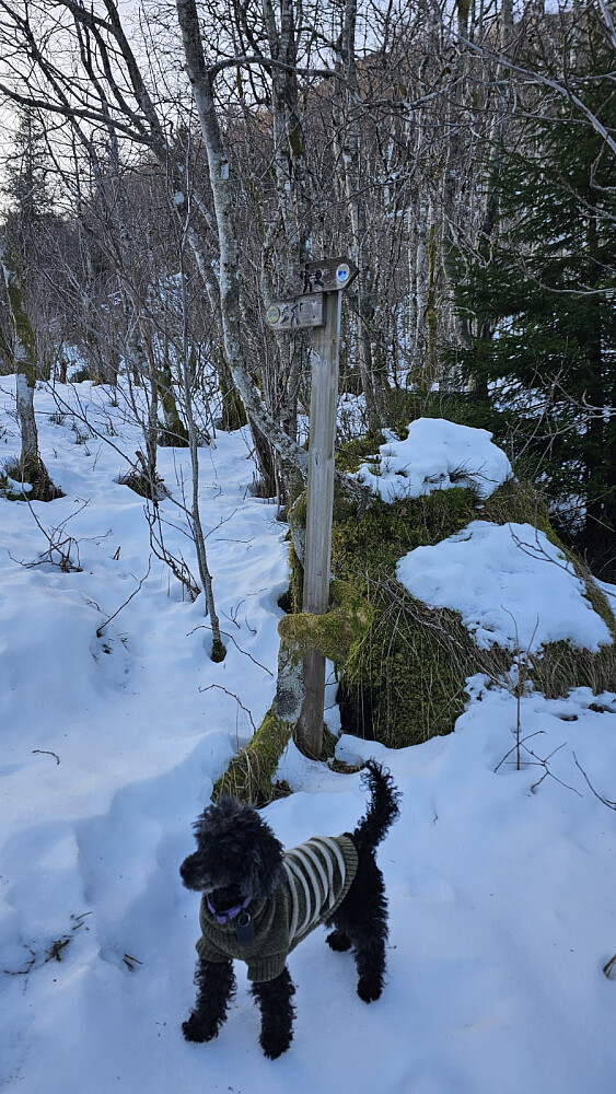 Ikke så lett å se stien, men det var skiltet når den skiftet retning og den var blåmerket i starten