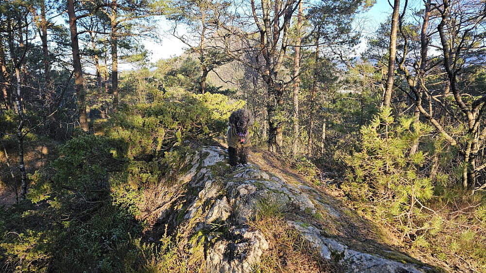 Høyeste punkt på Svartaberget