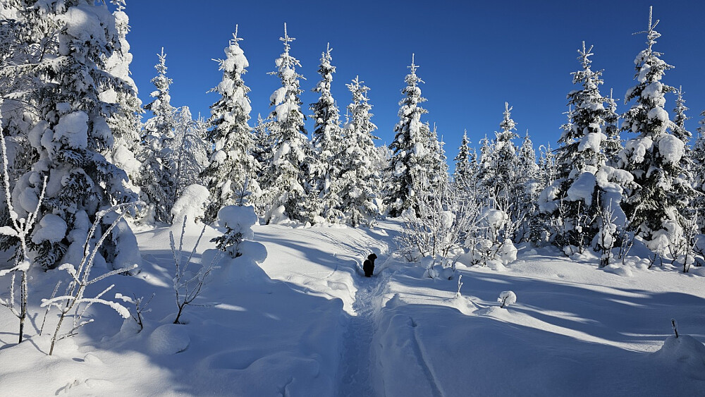 Ferdig opptråkka stier gjorde det lett å gå
