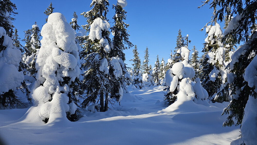 Snøen lå i store mengder på trærne som et vitnesbyrd på den lange kalde perioden vi har hatt i vinter 