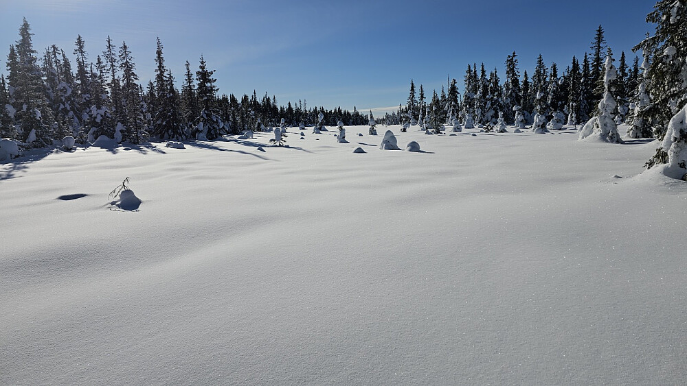 Vakkert på myrene i dag
