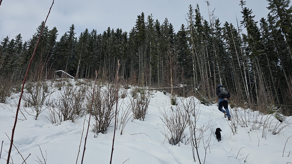 Vi gikk den gamle stien rett opp hogstfeltet