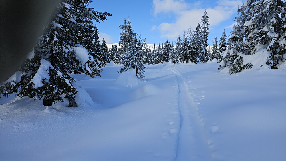 Her var det gått med brede ski, så det ble lett for oss å gå opp skogen mot fjellet