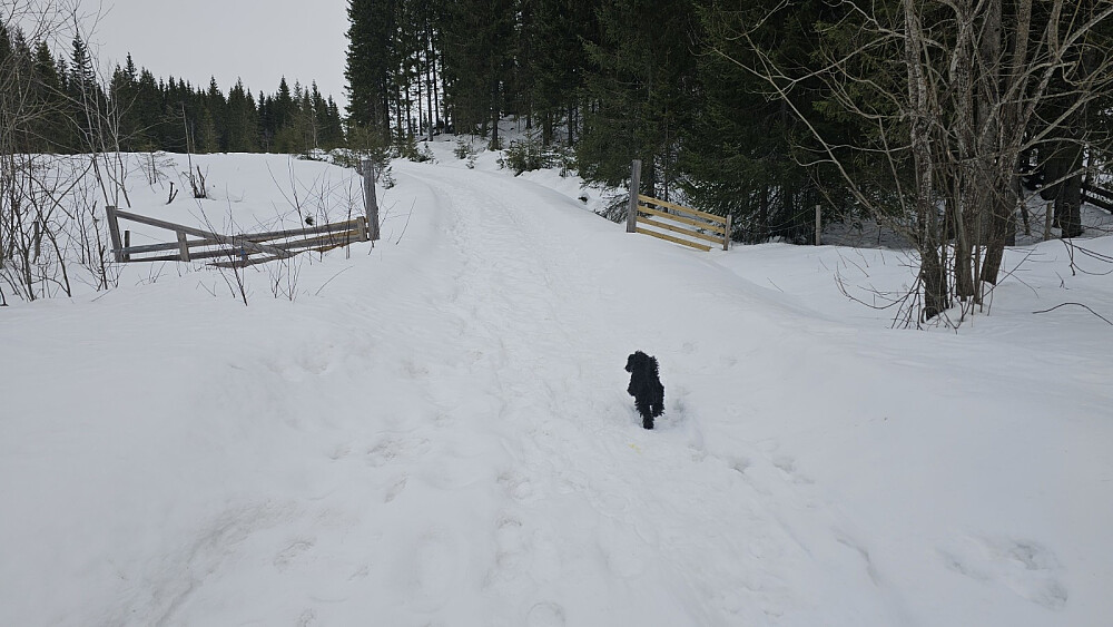 Det var ikke brøyta opp etter de siste snøfallene, så jeg parkerte ved hovedveien og tok trugene opp
