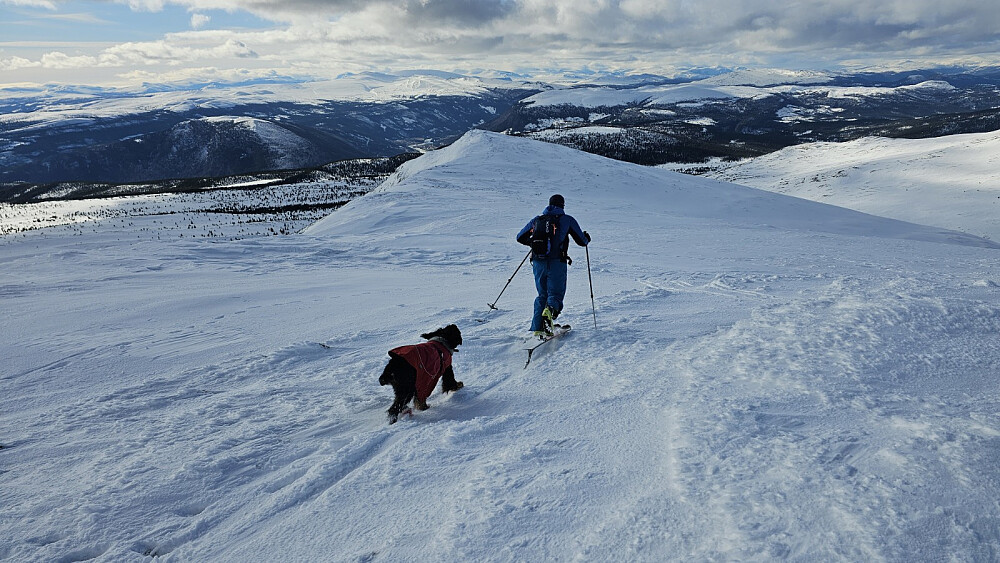 Etter Gråhøa gikk vi ned til Vetlgråhøa med fellene på