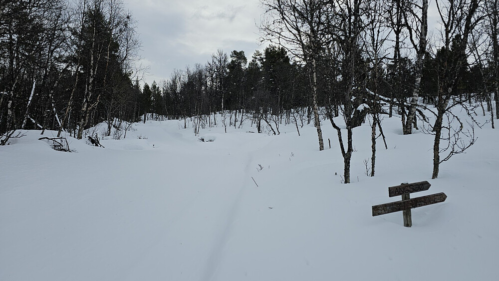 Idyll med urørt snø opp skogen