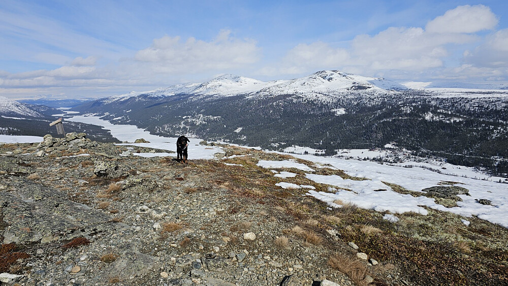 Fra Gruvfjellet og over på Gråhøin hvor vi var på tirsdag