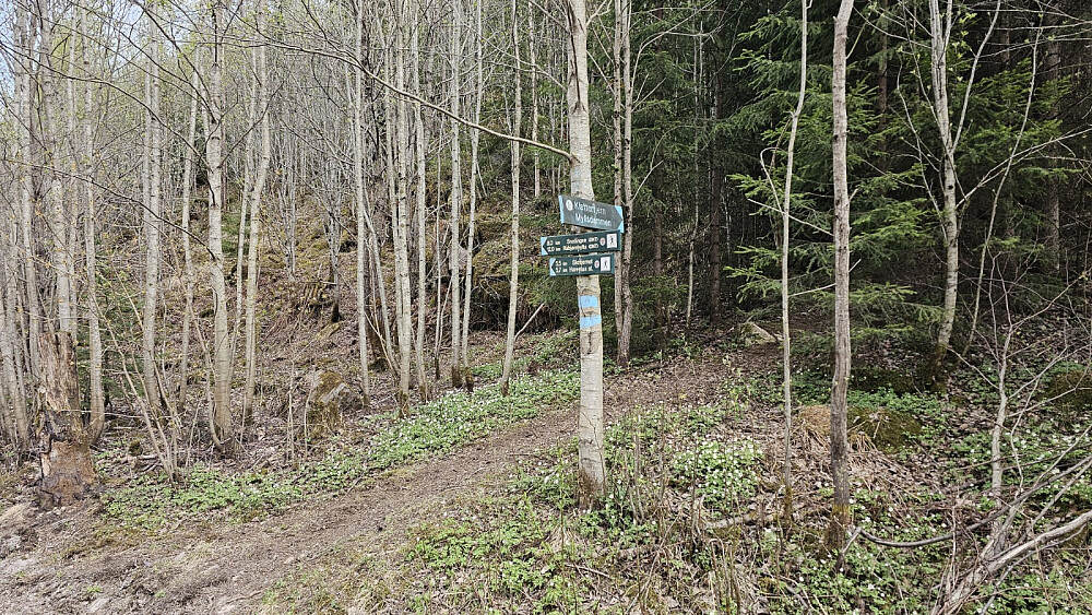 Her tok stien av inn skogen