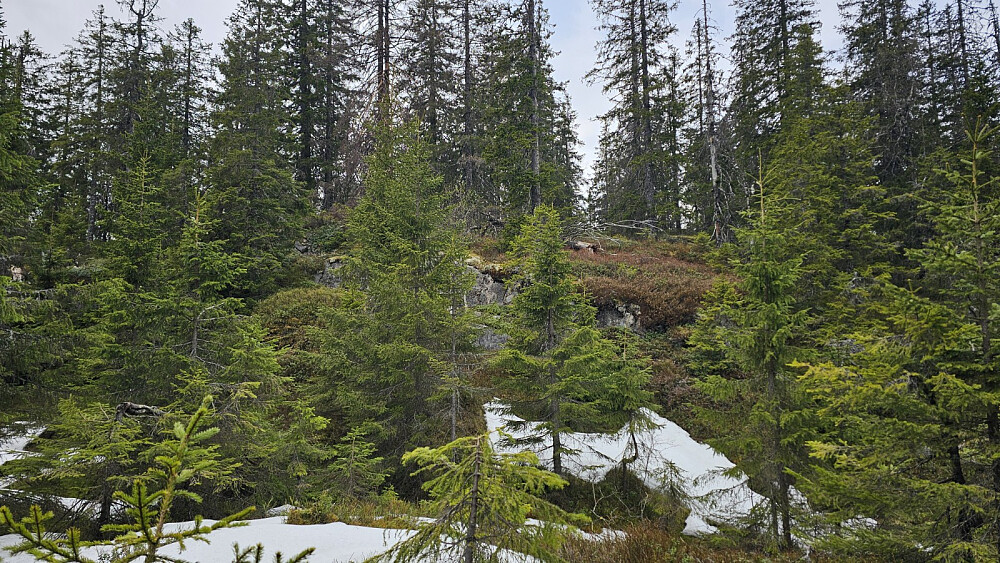 Jeg kom meg opp skogen og opp til dagens første lille topp, Kjerkeberget Nordvest