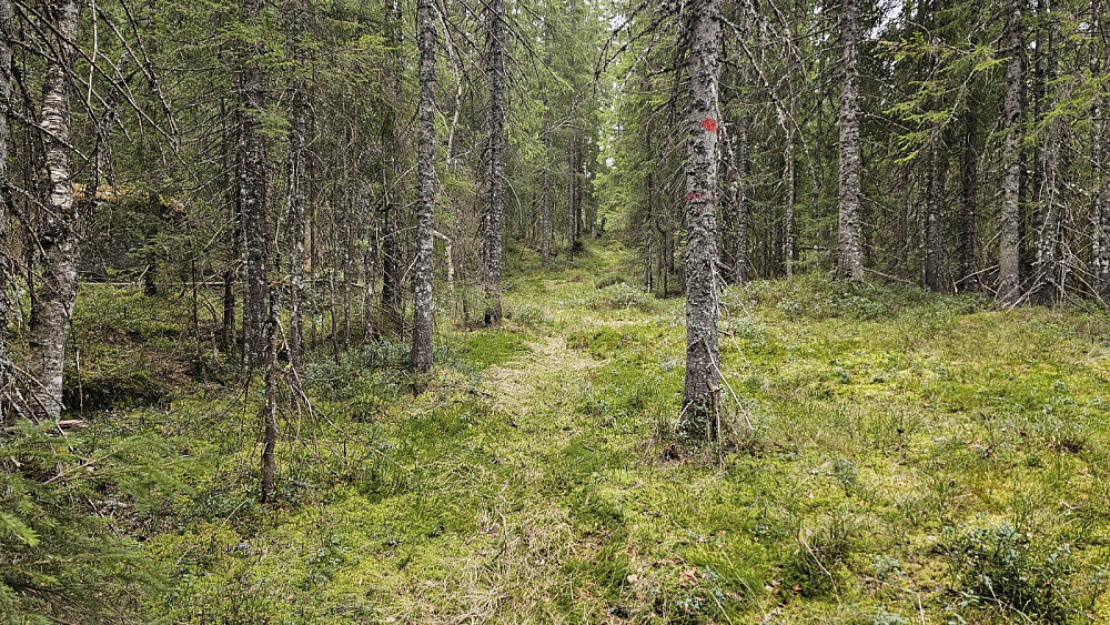 På turen inn til Kampeknertem kom jeg inn på en rødmerket sti, men mistet den ved et tjern