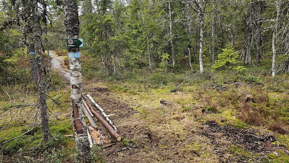 Her tok jeg av stien og gikk skogen til toppen