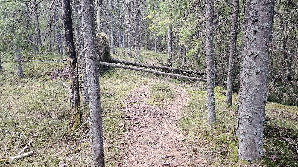Flere trefall lengre inn