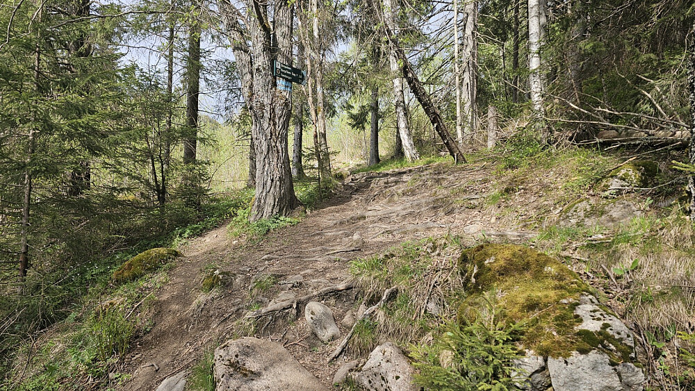 Turstart opp skogen ved innkjøringen til skytebanen.