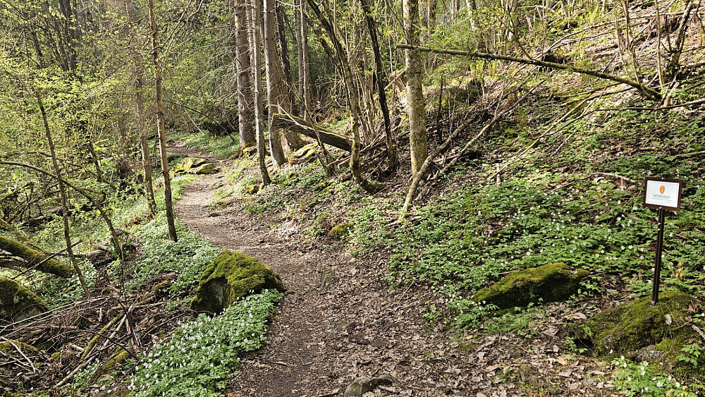 Virkelig trivelig å gå stien i skogen