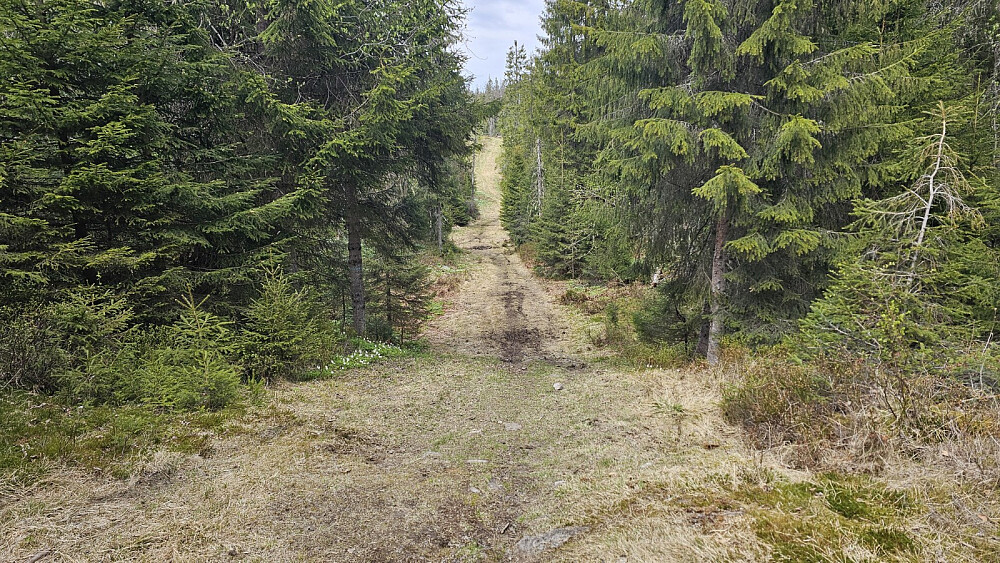 Stien kom ut i skitrassen som jeg kunne følge mot toppen