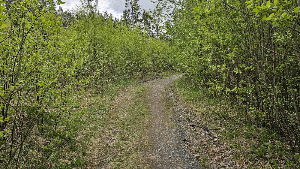 Flott sti også her og jeg burde igjen ha valgt sykkelen