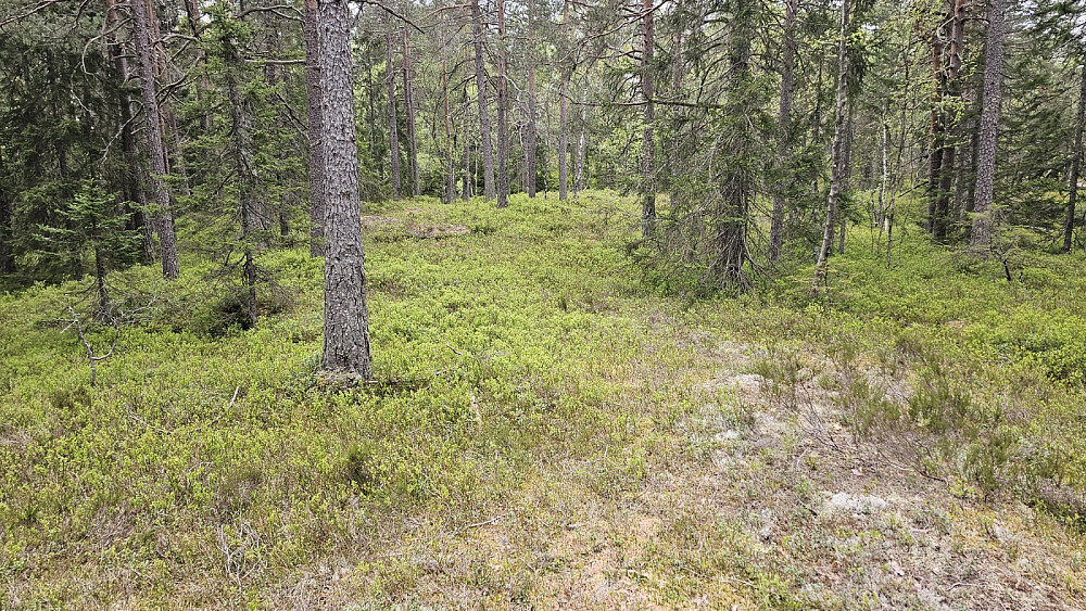 Her tok jeg av stien siste biten bort til høyeste punkt