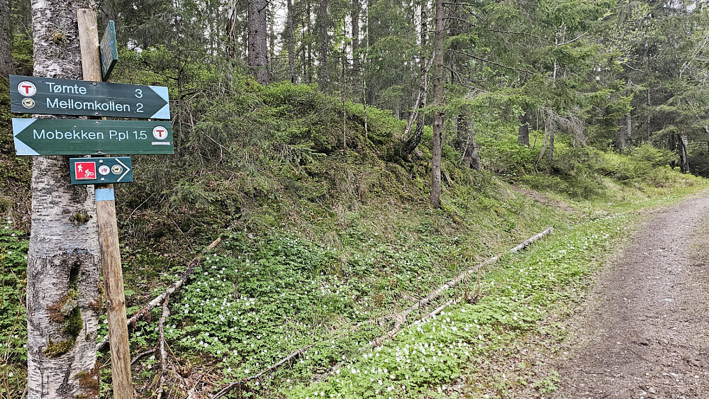 Her var det skiltet i veikrysset, så da var det lett å finne frem. Jeg vurderte begge rutene på kartet, men gikk for den nederste stien, og det var nok riktig valg.