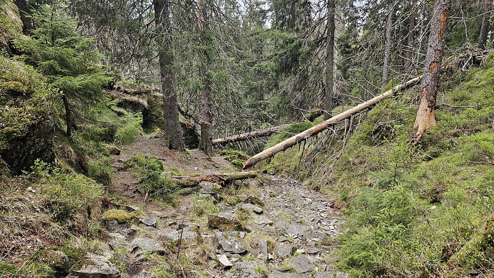 Ganske krevende sti å gå, med mye stein og en del trefall