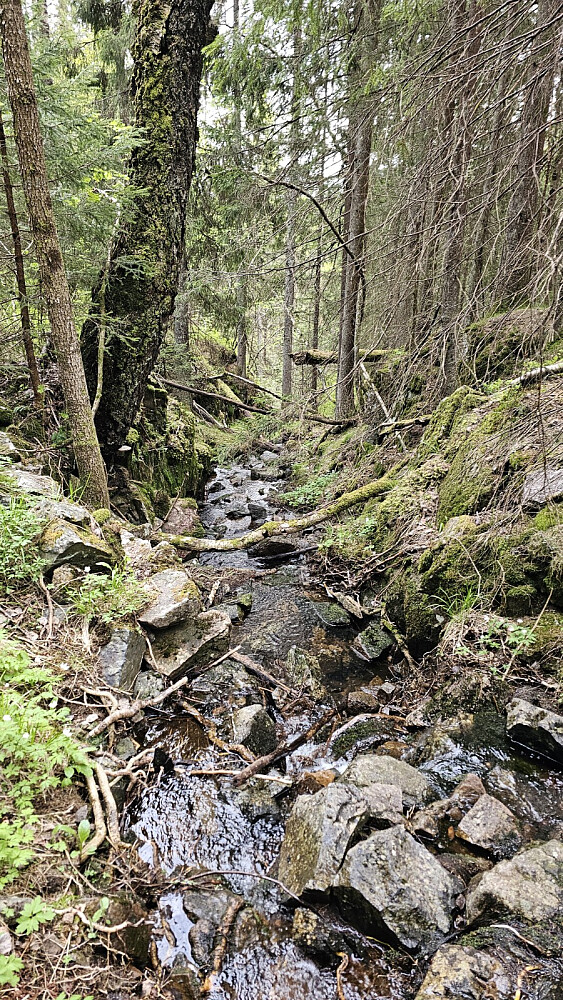Idyll med en liten bekk i skogen