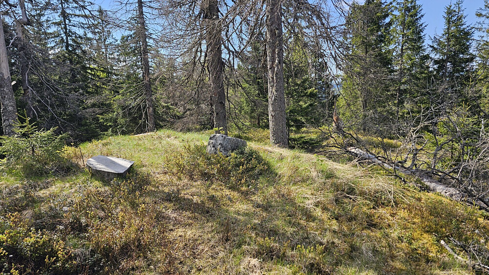 Høyeste punkt på Stutehaugen