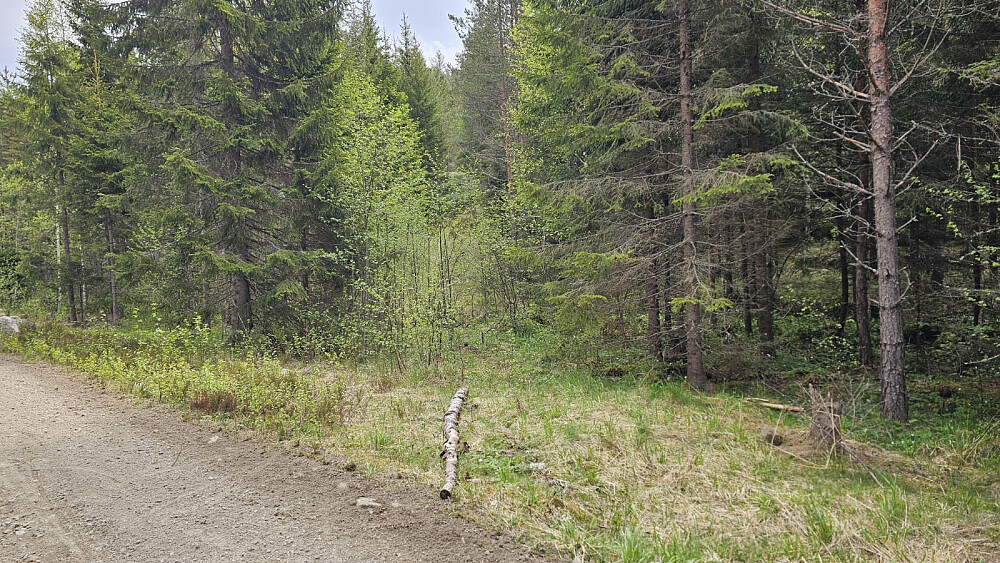 Her gikk stien inn som jeg fulgte opp til en myr, før jeg mistet den