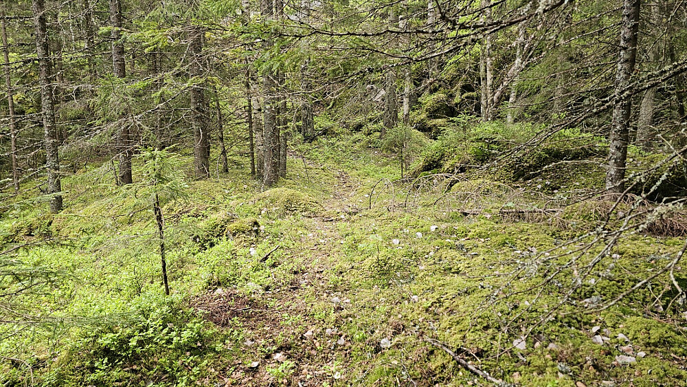 Jeg bestemte meg for å gå oppom Røysekollen. Stedvis fant jeg noen tråkk jeg kunne følge