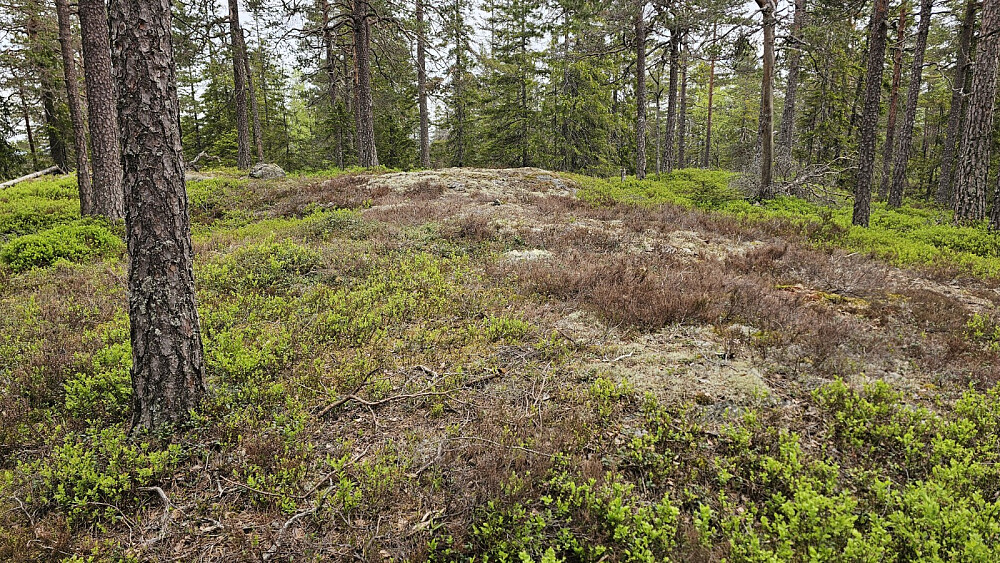 Høyeste punkt på Røysekollen