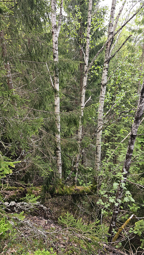 På returen gikk jeg meg litt fast ved ett dropp. Legg merke til at 3 bjørker vokser opp av stammen som henger ut over stupet