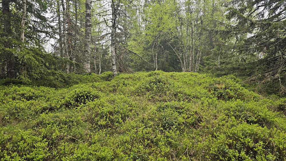 Ingen markering på Torsondhøgda