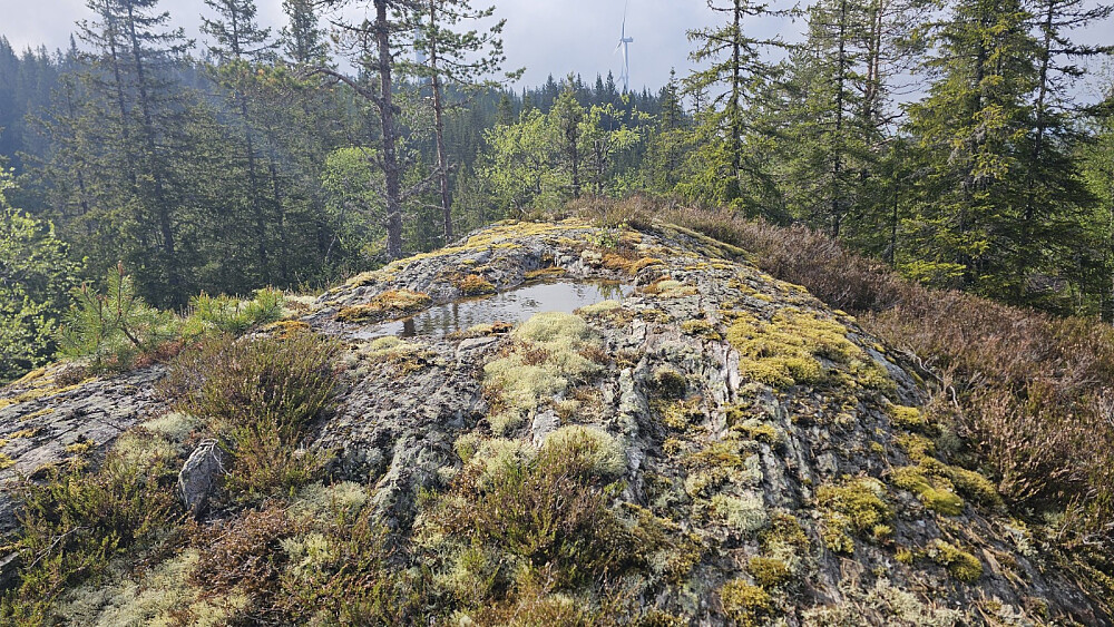 Vanndam på toppen av Svarttjernberget