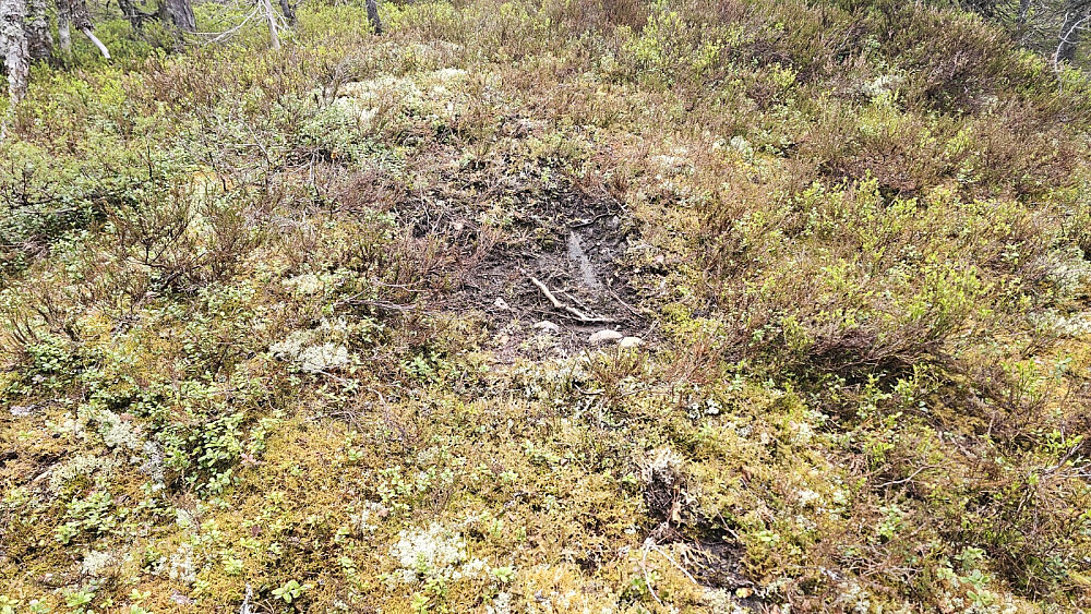 Her hadde en elgokse laget seg en brunstgrop