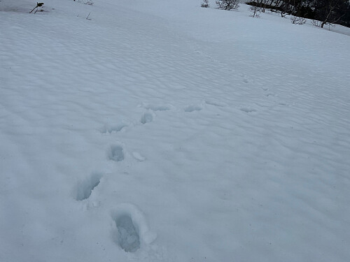 Gikk fint å tråkke spor i straten, men så ble det betydelig tyngre lenger oppe