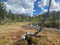 JonnyA_20260607_6a259af88f5eb.jpg