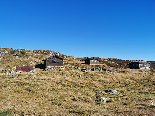 Finfin rast ved Finnabu (1115 moh).