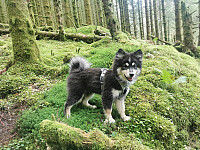 En like fornøyd valp i skogen.