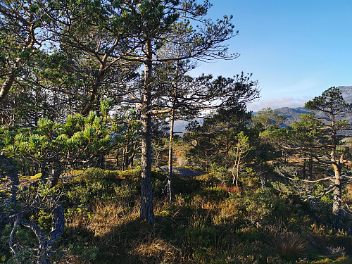 Topp punktet som virket høyest.