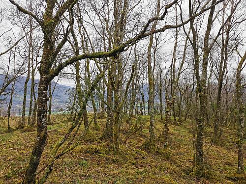 Toppen av Matskårhaugane, 153 moh.